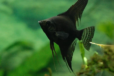 Black Angelfish Photo And Wallpaper. Cute Black Angelfish Pictures