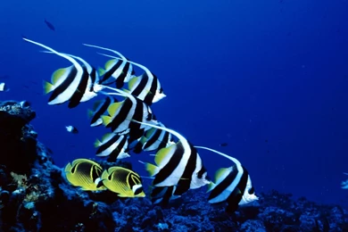 Download National Geographic Wallpapers 1600x1200