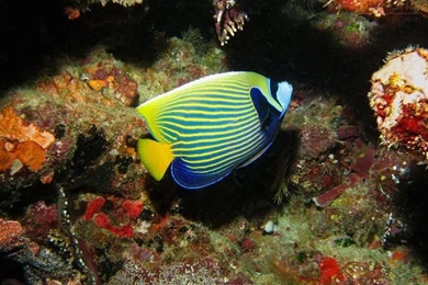 Ocean Wall Mural With Emperor Angelfish   Wallpapers Mural Ideas ...