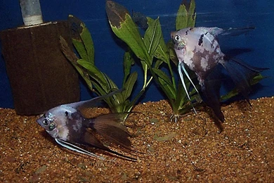 Free Wallpapers Blue Chocolate Angel Fish