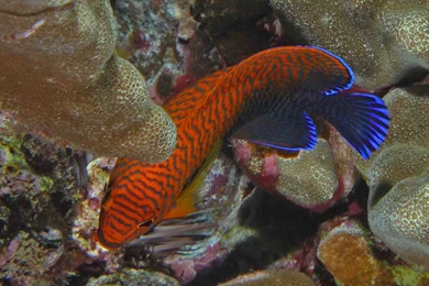 DWARF ANGELFISH Coral Beauty Underwater Ocean Sea (1) Wallpapers ...