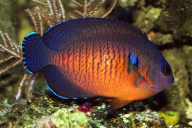 DWARF ANGELFISH Coral Beauty Underwater Ocean Sea (5) Wallpapers ...