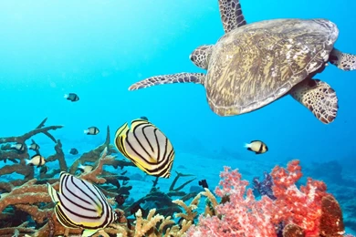 Water Animals Fish Coral Sealife Angel Fish Wallpapers