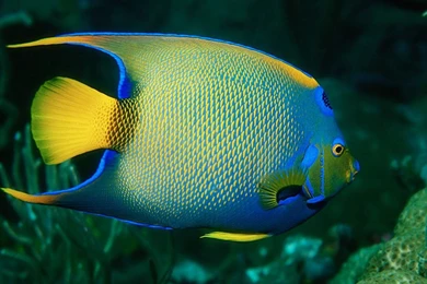 Queen Angelfish 1152x864px