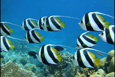 The Lovely Island Of Ko Tao
