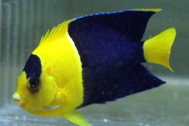 Free Wallpapers Bicolor Angelfish Centropyge Bicolor