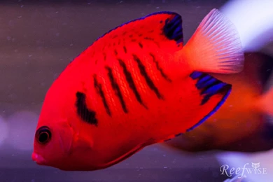 FLAME ANGELFISH Tropical Underwater Ocean Sea (6) Wallpapers ...