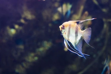 Tropical Fish Desktop Wallpapers