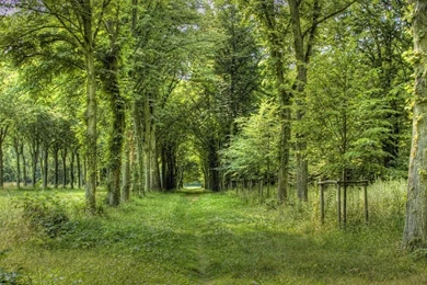 Hd Forest Scenery Hd Wallpapers Widescreen 1920×1080