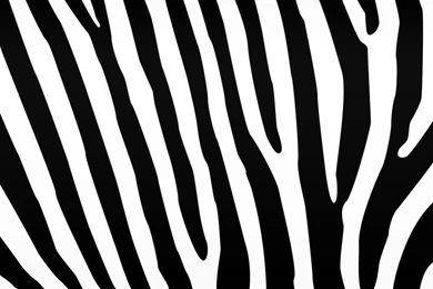 Zebra Desktop Backgrounds By OuterSpice On DeviantArt