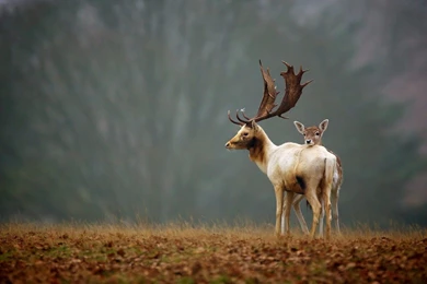 Deer animals nature hd wallpapers   Magic4Walls.com