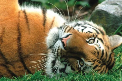 AUTUMN Fall Tree Forest Landscape Nature Leaves