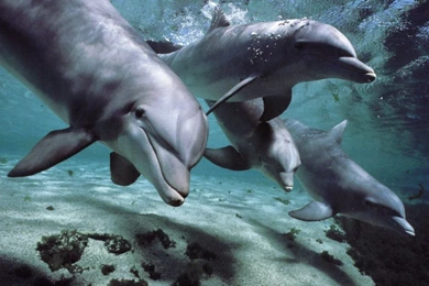 Animals...   Beautiful Nature Wallpapers (23445769)   Fanpop