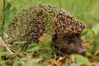 Wildlife wallpaper animals nature wallpapers array wallwuzz hd ...