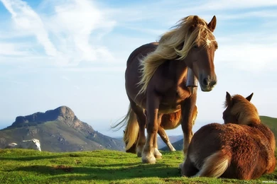 Animals, Nature, Wallpapers 01