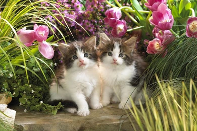 Animals Cats Babies Felines Kittens Cute Garden Flowers Nature ...
