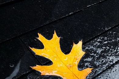 Yellow Leaves iPhone 5s Wallpapers Download