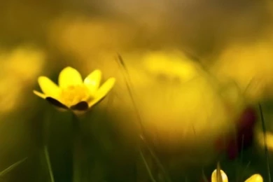 Close Up Yellow Flowers iPhone 5s Wallpapers Download