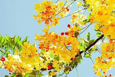 iPhone 5s Wallpapers