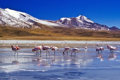 Birds Flamingos High Mountain Lake Bolivia Winter Birds Ice ...