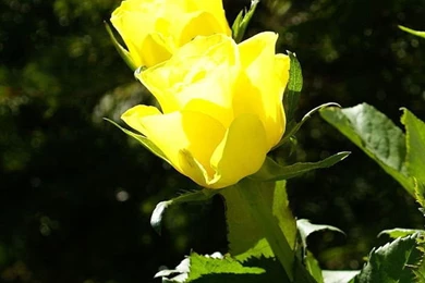 Sunshine Yellow Rose Macro iPhone 6 Wallpapers Download