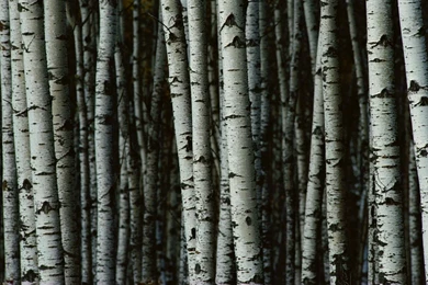 Download Wallpapers Untuk Tablet 7 Inch   Inch Tablet Wallpapers ...