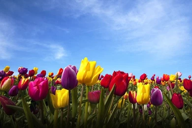 LG Optimux 2X Dump – Live And Static Wallpapers, Ringtones, More ...