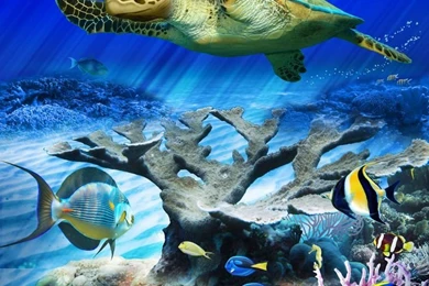 Turtle Wallpapers On Pinterest