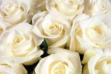 Beautiful White Rose Wallpapers HD 3F5