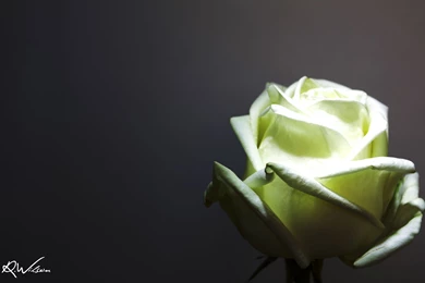 White Rose Wallpapers By CanonBallFoto On DeviantArt