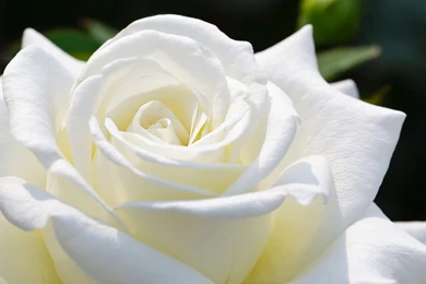 White Rose Flower Hd Wallpapers 1920×1200 20829
