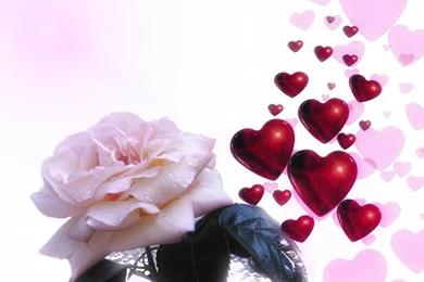 White Rose And Red Hearts   (