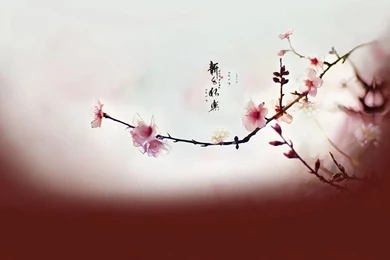 Welcome To The Dallas Chinese School! – Dallas Chinese School