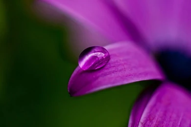 Nature Flower Wallpaper Hd For Desktop Free Download.jpg