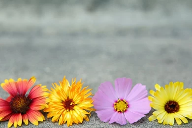 Free Flower Wallpapers For Desktop   Widescreen HD Wallpapers