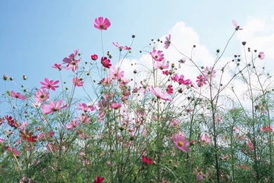 Free Wallpapers   Free Flower Wallpapers   Flowers Under Sky 01 ...