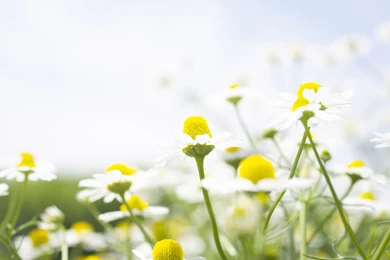 Free flower desktop backgrounds.jpg