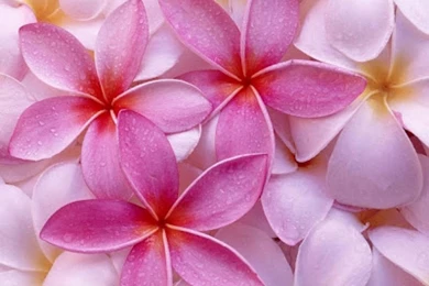 Free Images Flowers   Desktop Backgrounds