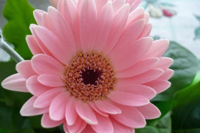Desktop Wallpaper, Pink Flower