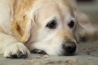 Cute Dog Wallpapers   Wallpaper.