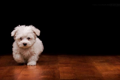 Cute Dog Wallpapers   Animal Wallpapers