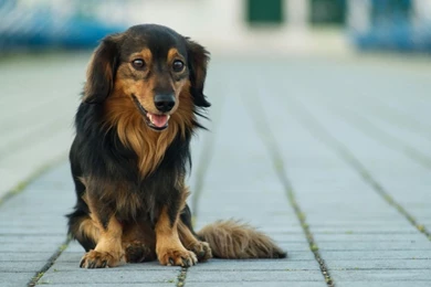 Cute Dog   Dogs Wallpapers (37228702)   Fanpop