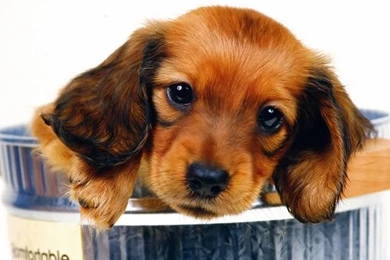 New: Images For Dog / Wallpapers / Cute / Funny / Beautiful Puppies