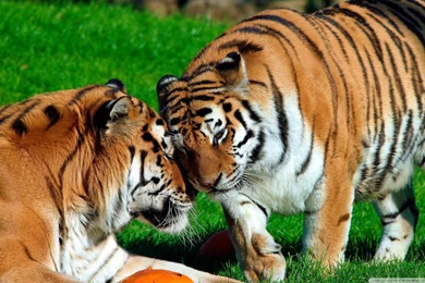 Amur Tigers HD Desktop Wallpapers : High Definition : Fullscreen ...