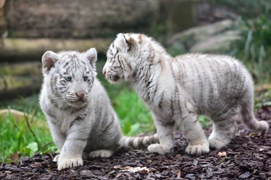191 White Tiger HD Wallpapers