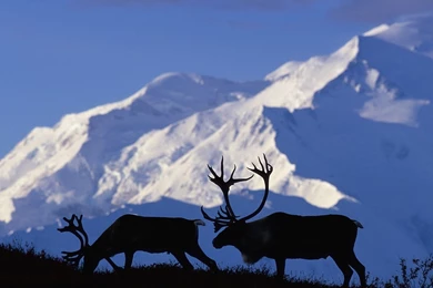 Alaska Caribou National Park Wallpapers