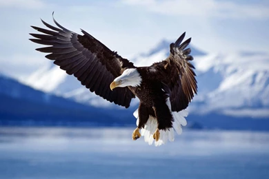 Bald Eagle In Flight Alaska Backgrounds Widescreen Hd ...