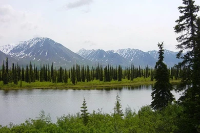 Peonies Backgrounds   Wallpaper.