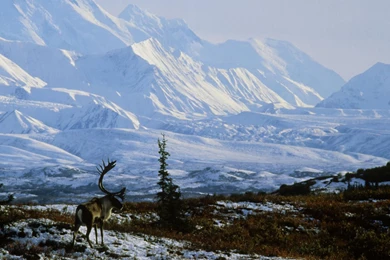 Alaska Pure White Mountains Desktop Backgrounds HD 1920x1200 ...