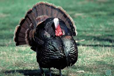 Wild Turkey Desktop Backgrounds